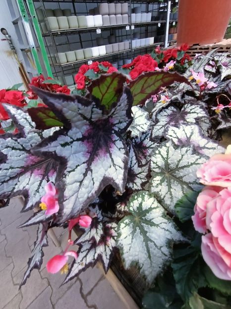 Img.2024.12.19 - Magazinul 4