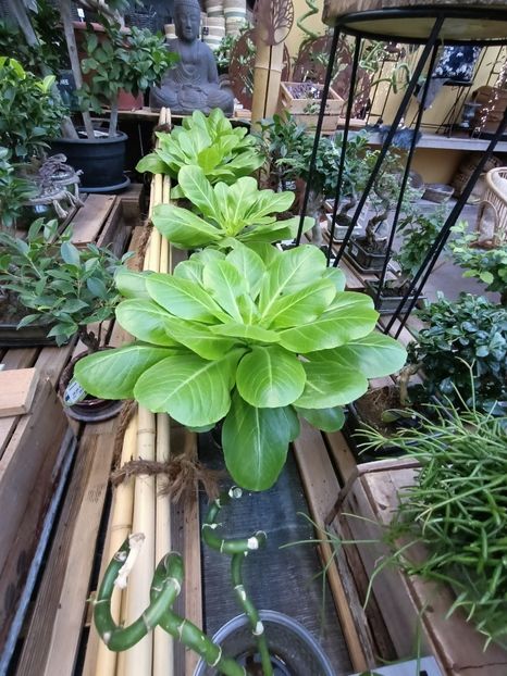 Img.2024.12.19 - Magazinul 4