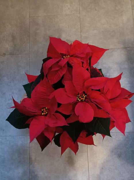 Img.2024.12.19 - Magazinul 4