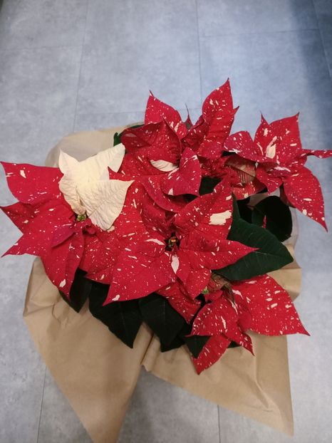 Img.2024.12.19 - Magazinul 4