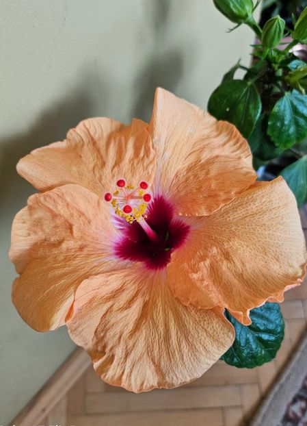  - Hibiscus