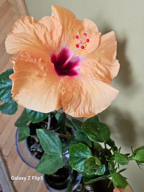  - Hibiscus