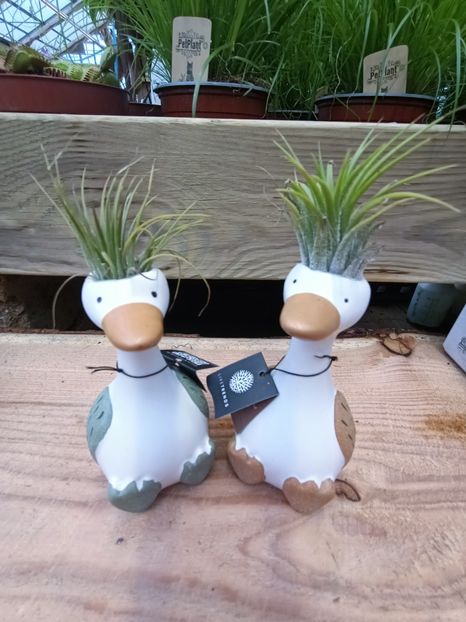 Img.2024.12.19 - 1 A Ai zâmbit azi?