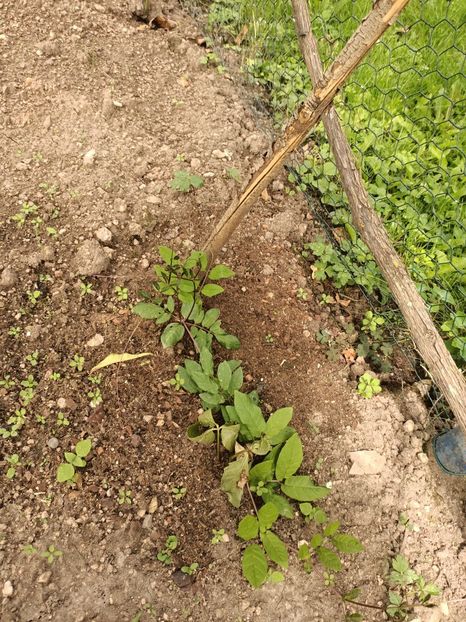 Img.2024.06.29 - A doua grădină 2
