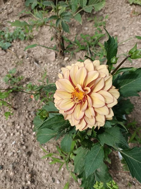 Img.2024.06.29 - A doua grădină 2