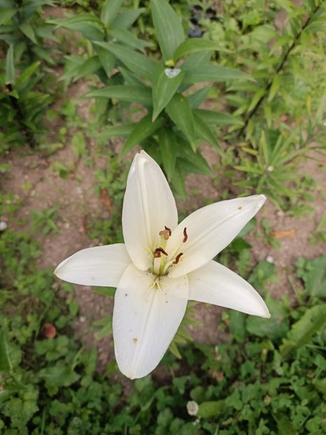 Img.2024.06.29 - A doua grădină 2