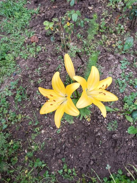 Img.2024.06.29 - A doua grădină 2