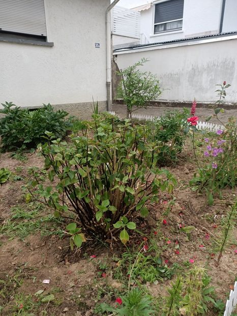 Img.2024.06.29 - A doua grădină 2