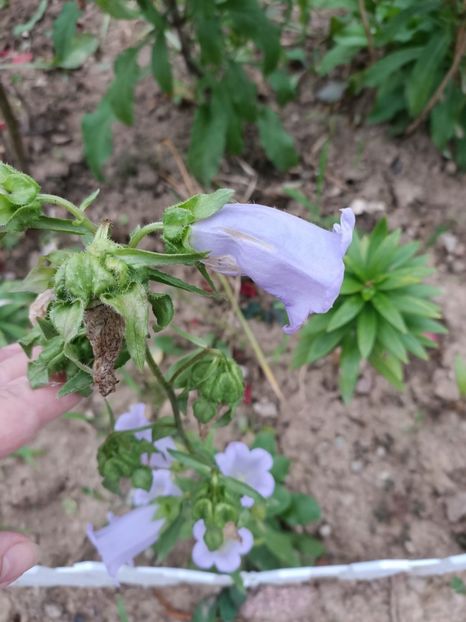 Img.2024.06.29 - A doua grădină 2