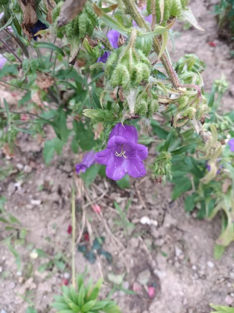 Img.2024.06.29 - A doua grădină 2