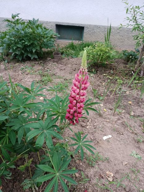 Img.2024.06.29 - A doua grădină 2