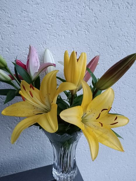 Img.2024.06.30 - A doua grădină 2