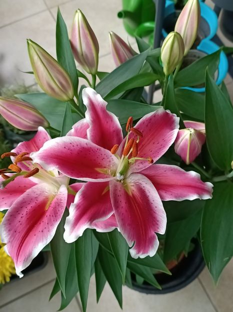 Img.2024.07.02 - A doua grădină 2