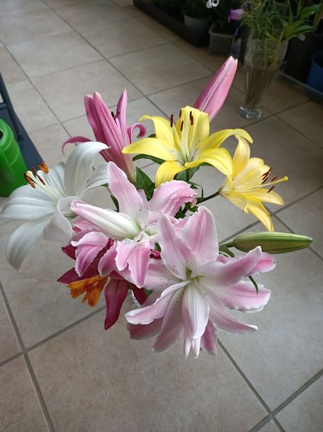 Img.2024.07.04 - A doua grădină 2