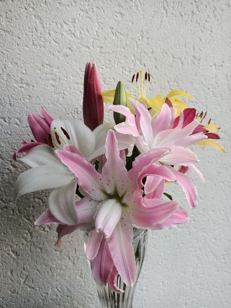 Img.2024.07.04 - A doua grădină 2