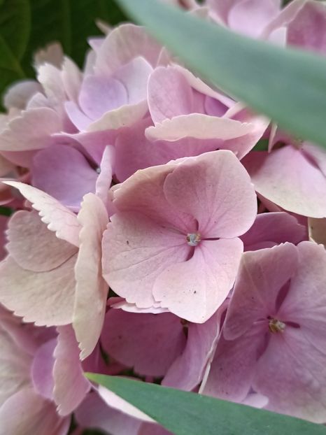 Img.2024.07.04 - A doua grădină 2