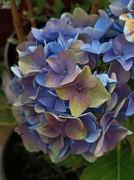 Img.2024.07.04 - A doua grădină 2