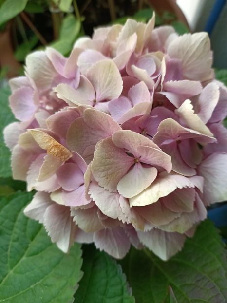 Img.2024.07.04 - A doua grădină 2