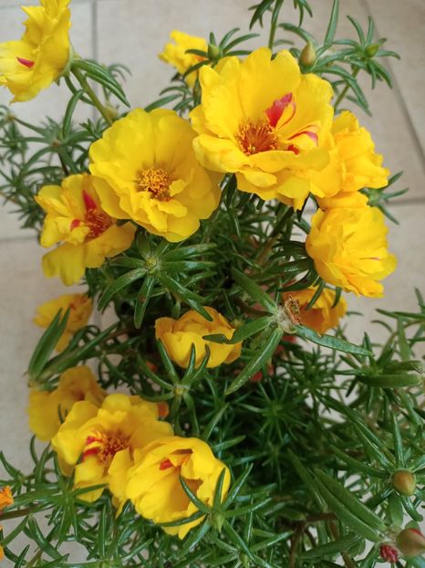 Img.2024.07.04 - A doua grădină 2