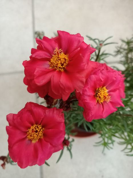 Img.2024.07.04 - A doua grădină 2