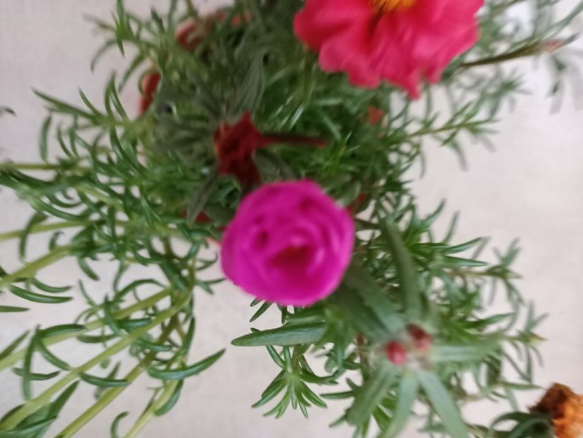 Img.2024.07.04 - A doua grădină 2