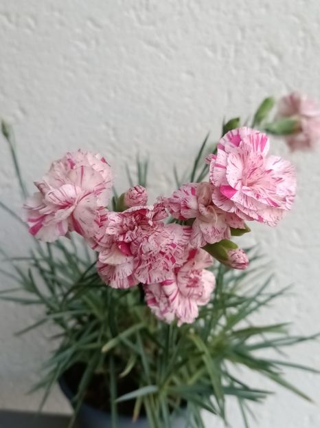 Img.2024.07.04 - A doua grădină 2