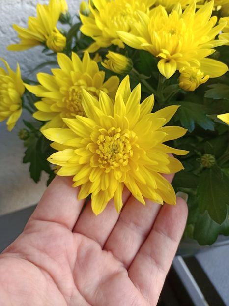 Img.2024.07.04 - A doua grădină 2