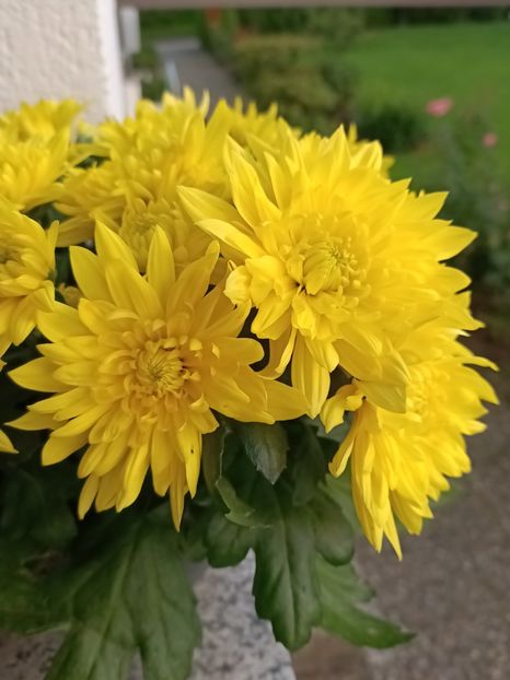 Img.2024.07.04 - A doua grădină 2