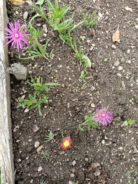 Img.2024.0706112652 - A doua grădină 2