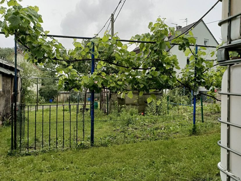 Img.2024.07.06 - A doua grădină 2