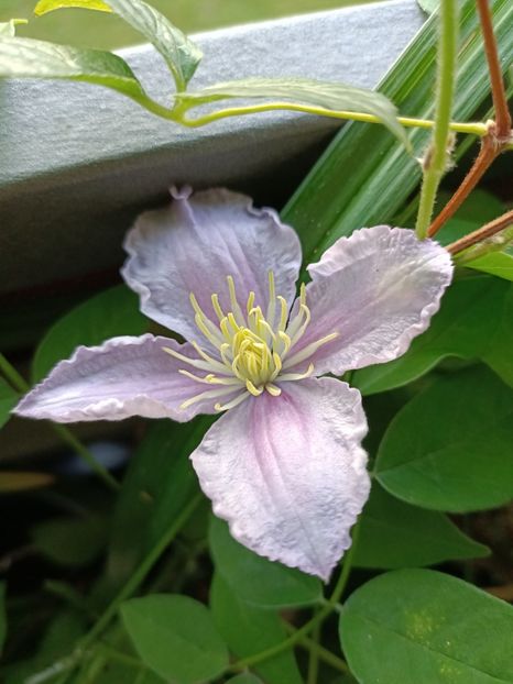 Img.2024.07.07 - A doua grădină 2