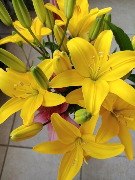 Img.2024.07.07 - A doua grădină 2