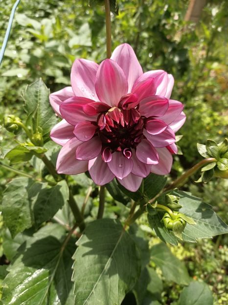 Img.2024.07.13 - A doua grădină 2