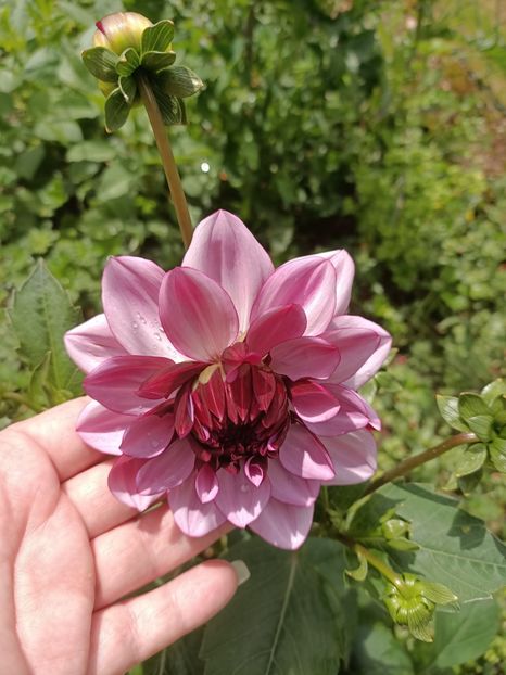 Img.2024.07.13 - A doua grădină 2