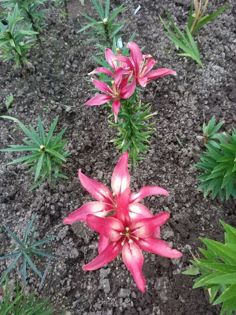 Img.2024.07.13 - A doua grădină 2