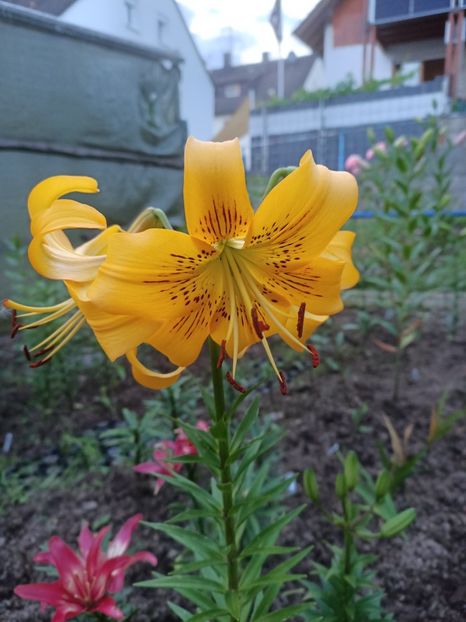 Img.2024.07.13 - A doua grădină 2