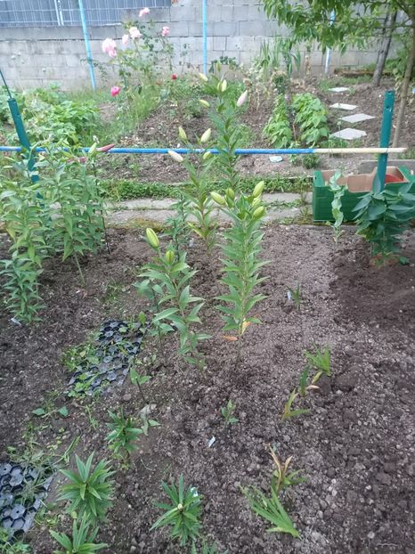 Img.2024.07.13 - A doua grădină 2