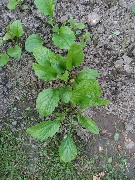 Img.2024.07.13 - A doua grădină 2