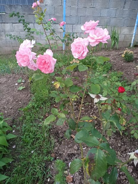 Img.2024.07.13 - A doua grădină 2