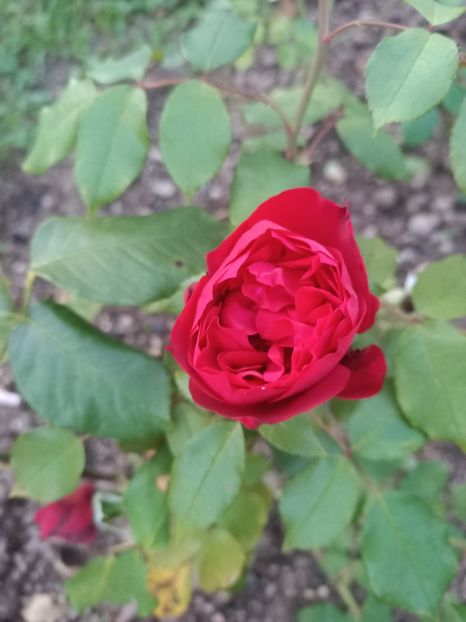 Img.2024.07.13 - A doua grădină 2