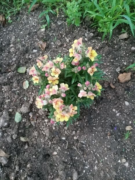 Img.2024.07.13 - A doua grădină 2