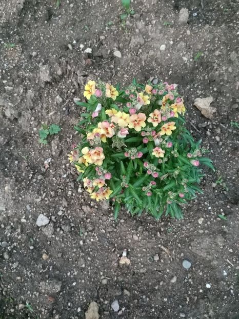 Img.2024.07.13 - A doua grădină 2