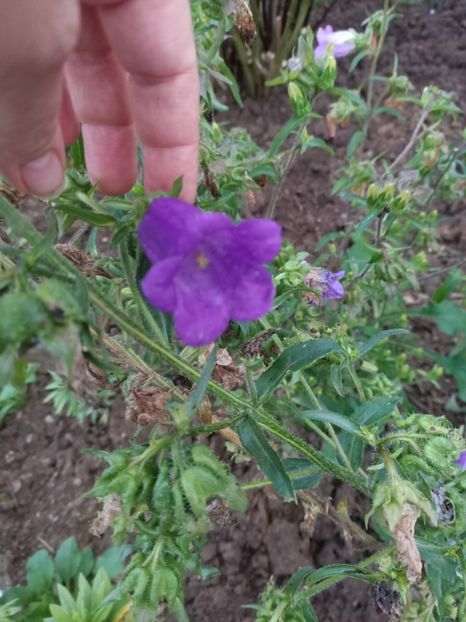 Img.2024.07.13 - A doua grădină 2