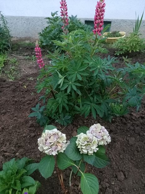 Img.2024.07.13 - A doua grădină 2