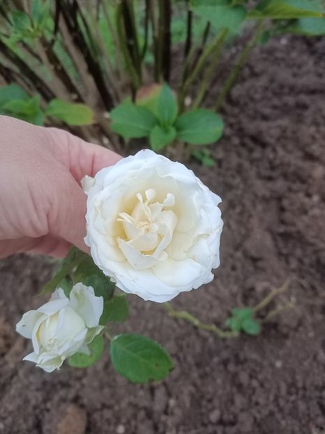 IMG.2024.07.13 - A doua grădină 2