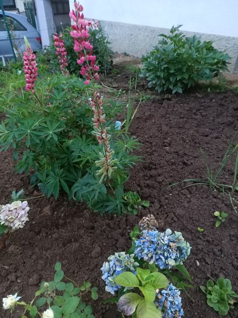 Img.2024.07.13 - A doua grădină 2