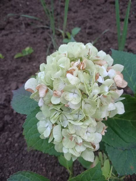 Img.2024.07.13 - A doua grădină 2