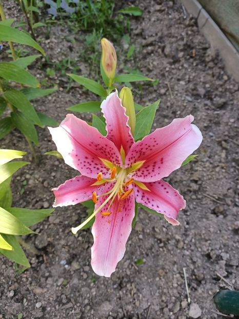 Img.2024.07.20 - A doua grădină 2