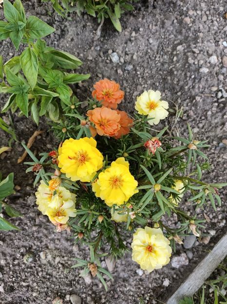 Img.2024.07.20 - A doua grădină 2