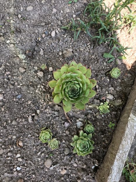 Img.2024.07.20 - A doua grădină 2